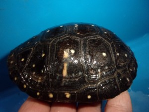 KODAK Digital Still Camera