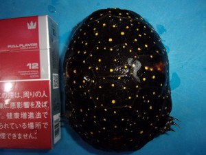 KODAK Digital Still Camera