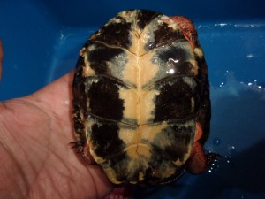 KODAK Digital Still Camera