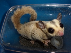 KODAK Digital Still Camera