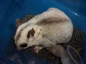 KODAK Digital Still Camera