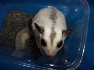 KODAK Digital Still Camera