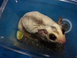 KODAK Digital Still Camera