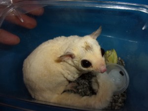 KODAK Digital Still Camera