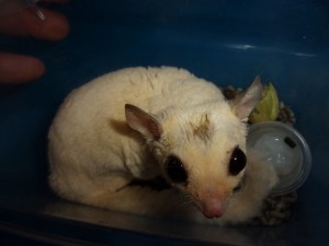 KODAK Digital Still Camera