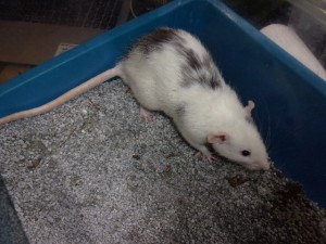 KODAK Digital Still Camera