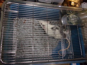 KODAK Digital Still Camera