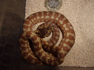 KODAK Digital Still Camera