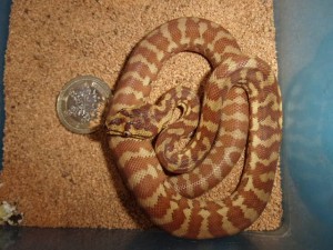 KODAK Digital Still Camera