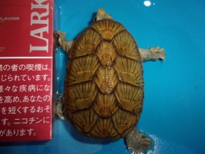 KODAK Digital Still Camera