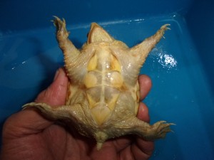 KODAK Digital Still Camera