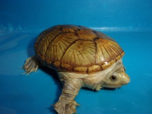 KODAK Digital Still Camera