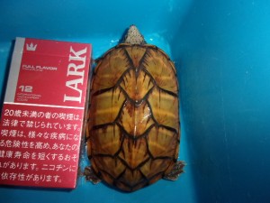 KODAK Digital Still Camera