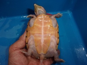 KODAK Digital Still Camera