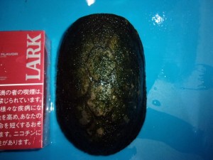 KODAK Digital Still Camera