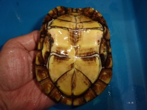 KODAK Digital Still Camera