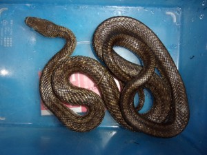 KODAK Digital Still Camera