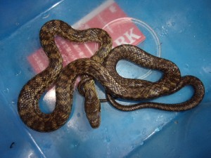 KODAK Digital Still Camera