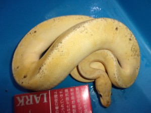 KODAK Digital Still Camera