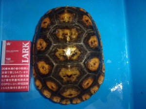 KODAK Digital Still Camera