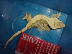 KODAK Digital Still Camera