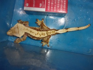 KODAK Digital Still Camera