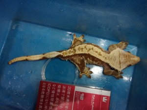 KODAK Digital Still Camera