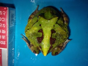 KODAK Digital Still Camera