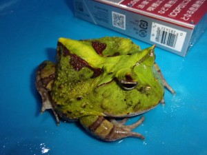 KODAK Digital Still Camera