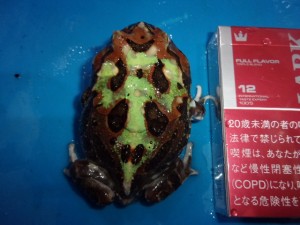 KODAK Digital Still Camera