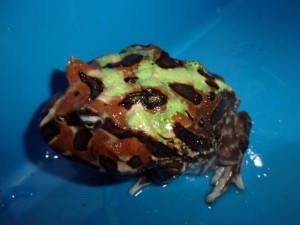 KODAK Digital Still Camera