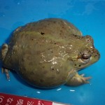 アフリカウシガエル（Mサイズ）【６，５７８円/税込】