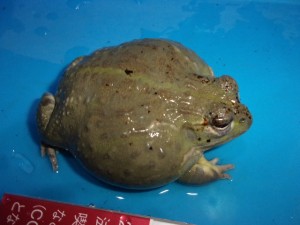 KODAK Digital Still Camera