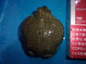 KODAK Digital Still Camera