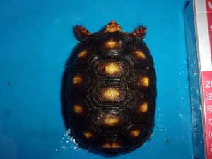 KODAK Digital Still Camera