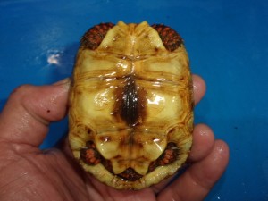 KODAK Digital Still Camera