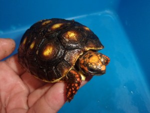 KODAK Digital Still Camera