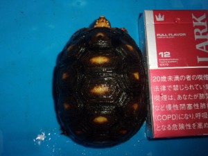 KODAK Digital Still Camera