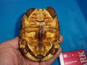 KODAK Digital Still Camera