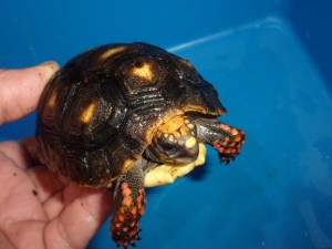 KODAK Digital Still Camera