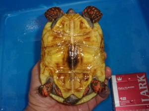 KODAK Digital Still Camera