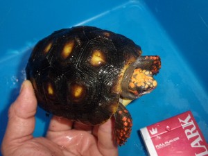 KODAK Digital Still Camera