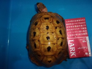 KODAK Digital Still Camera