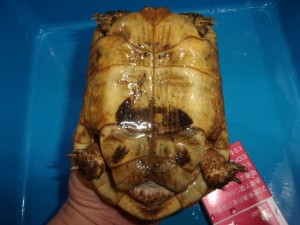 KODAK Digital Still Camera