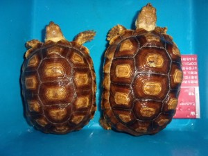 KODAK Digital Still Camera