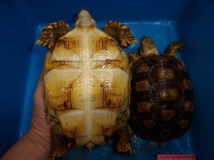 KODAK Digital Still Camera