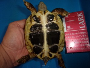 KODAK Digital Still Camera