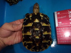 KODAK Digital Still Camera