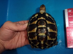 KODAK Digital Still Camera