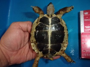 KODAK Digital Still Camera